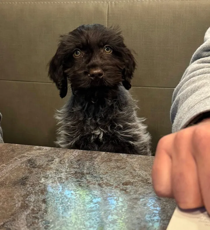 Odin, a German Wirehaired Pointer puppy